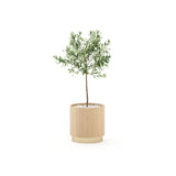 Laskasas Gold Flower Pot